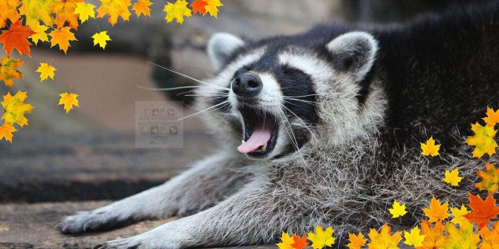 Do Raccoons Hibernate in the Winter, Where do raccoons sleep