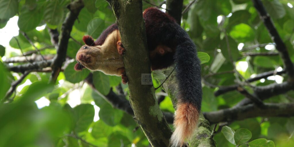 Indian Giant Squirrel Sitting On A Tree Branch