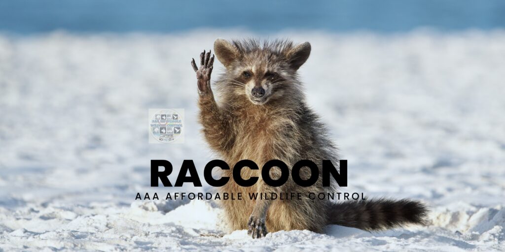 Raccoons, Raccoon Facts
