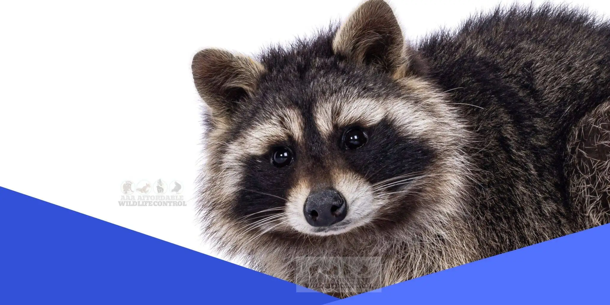 Wildlife Removal Brampton, Wildlife Control Brampton