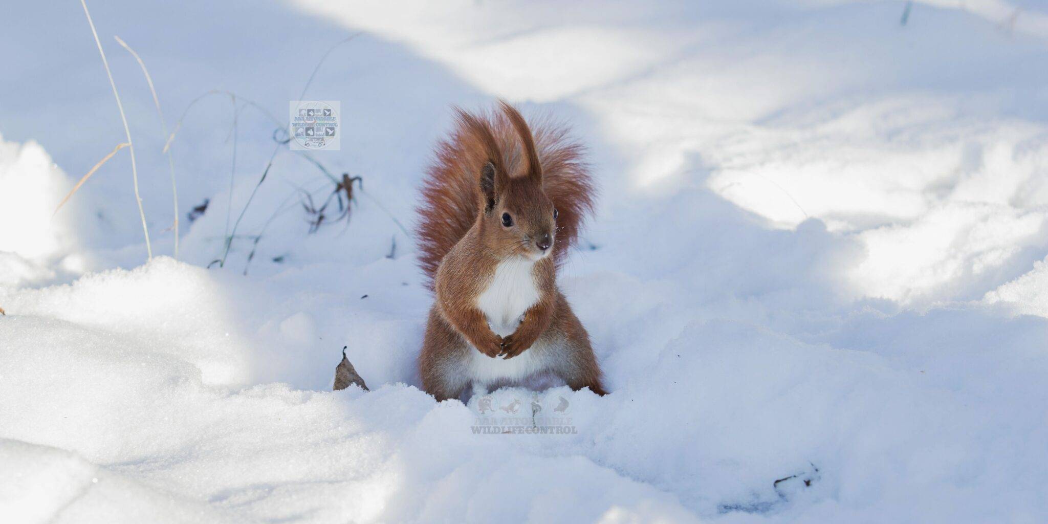 Red Squirrel, American Red Squirrel