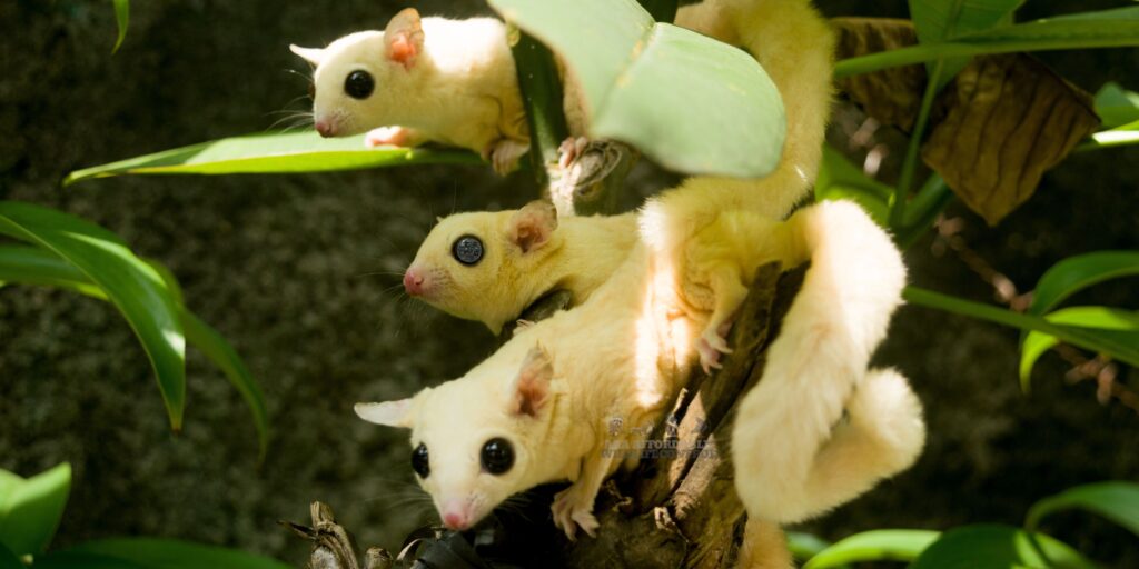 Three Flying Squirrels Having Fun Playing In A Tree