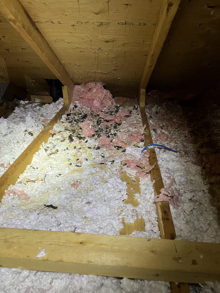 Wildlife Cleaning Solutions, Raccoon Poop Pictures In Attic
