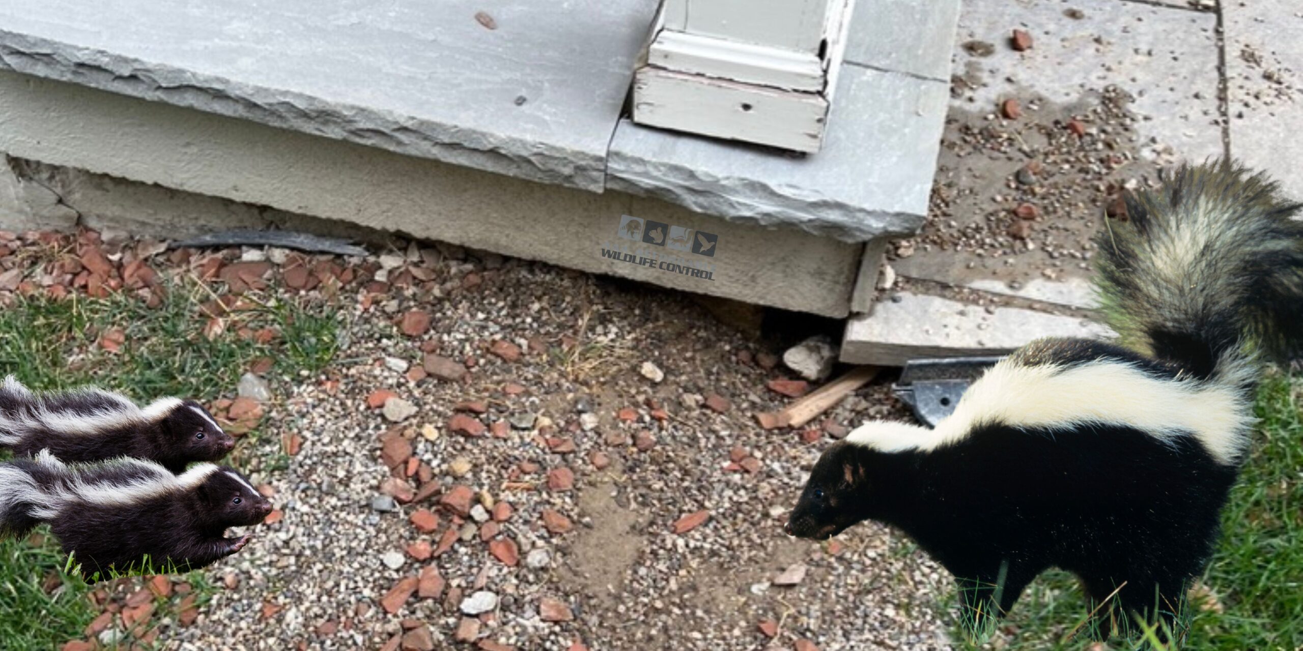 how to get rid of skunks from under house	
