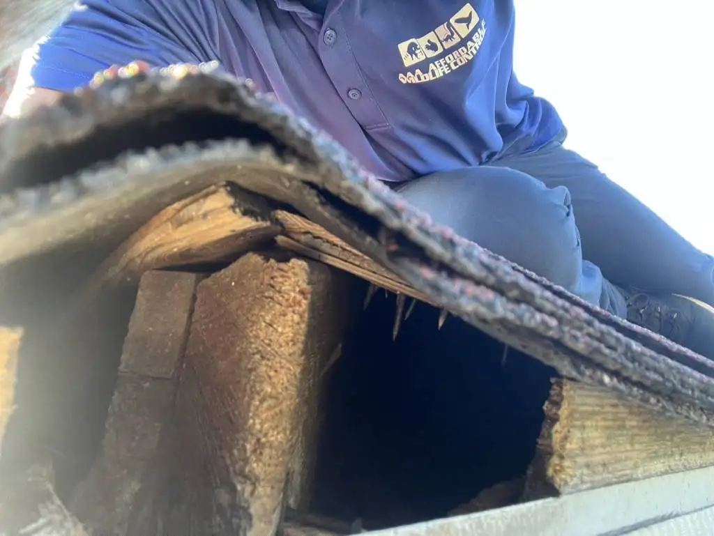 Squirrel entry hole