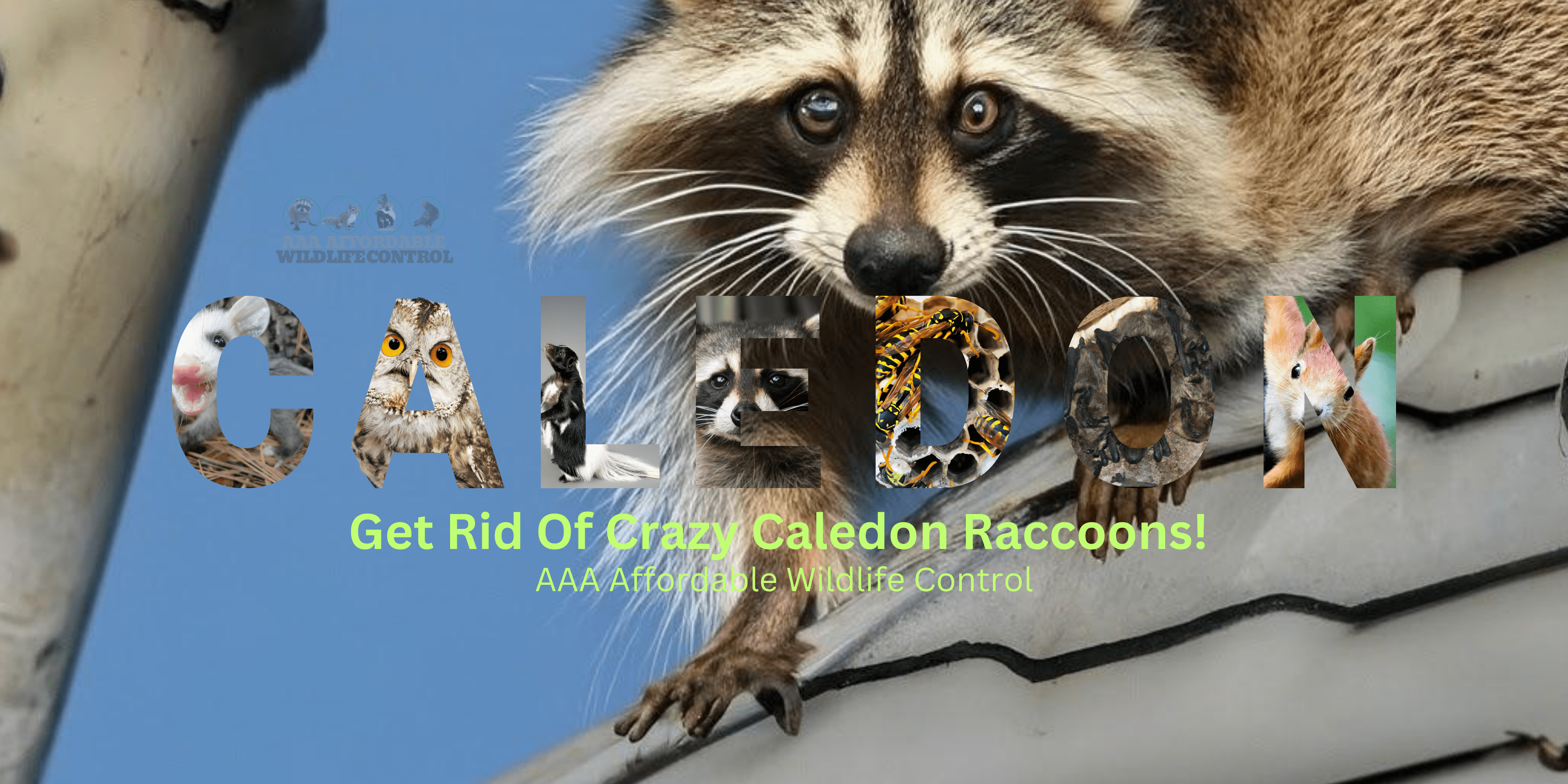 Animal Removal Caledon, Raccoon Removal, Skunk Removal, Squirrel Removal