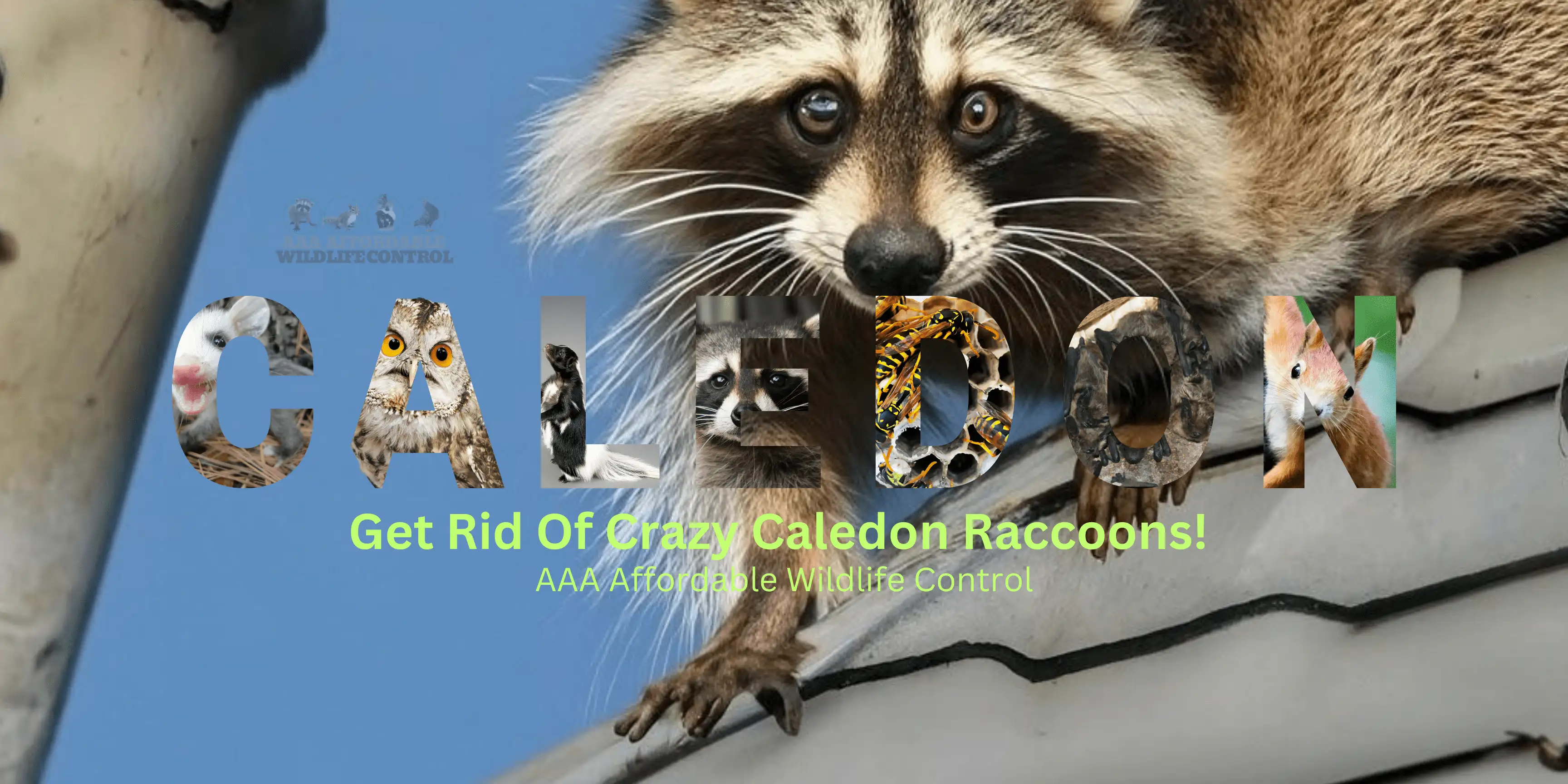 Wildlife Control Caledon