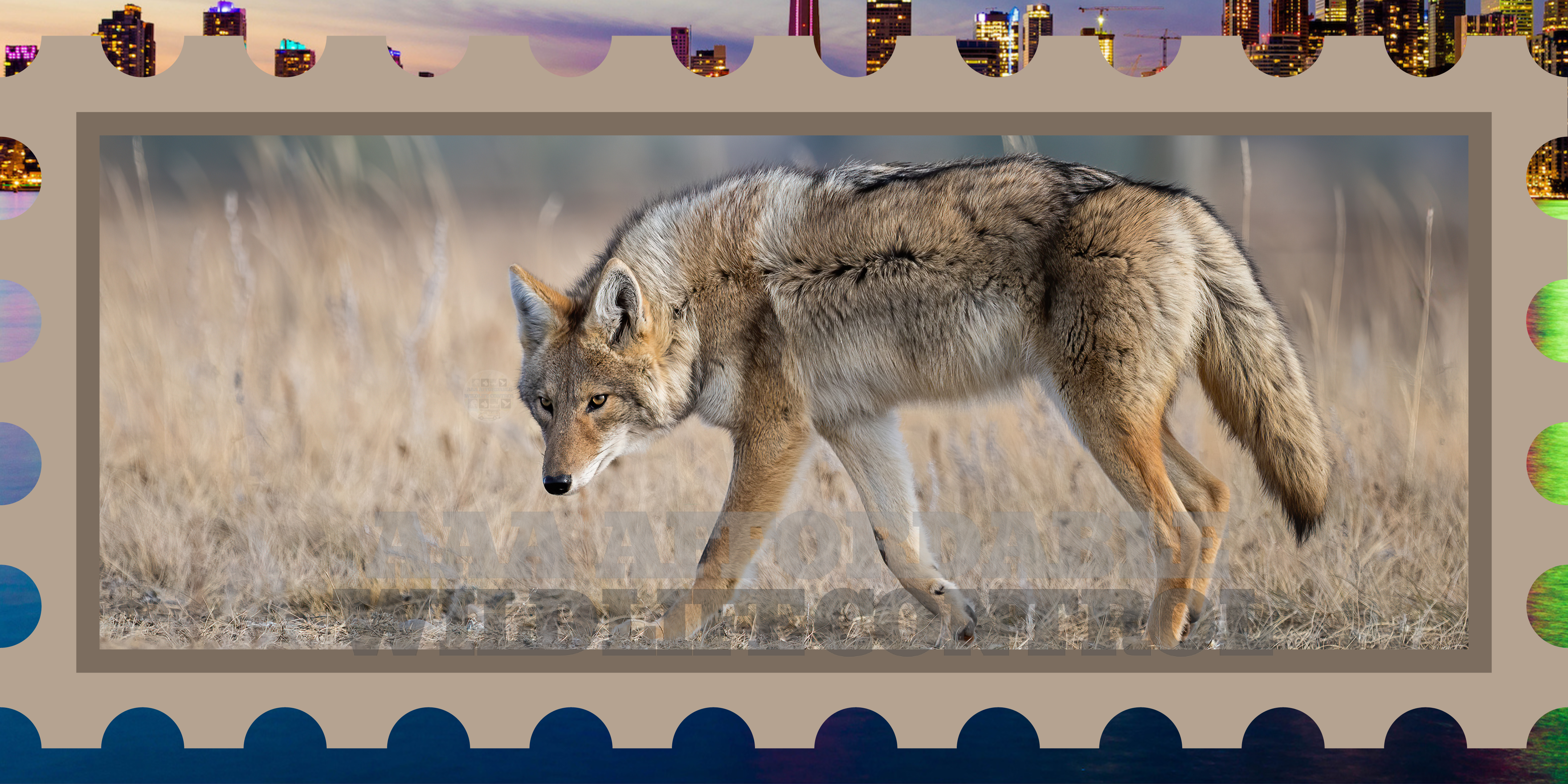 Are Coyotes Dangerous in Brampton, Ontario?