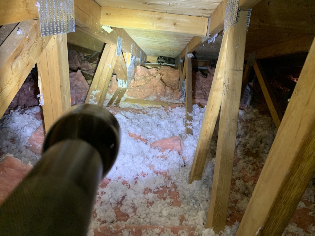 Raccoon Removal From Attic in Brampton Ontario