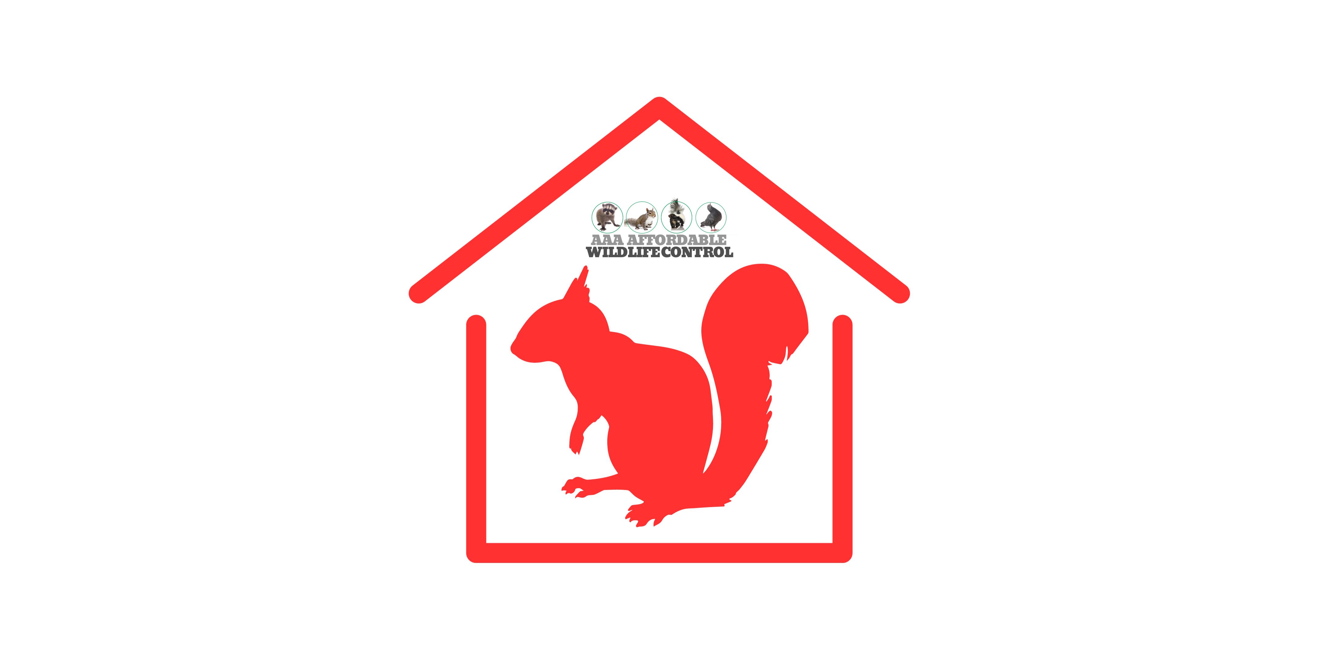 How to Get Rid of Squirrels in Attic and Walls