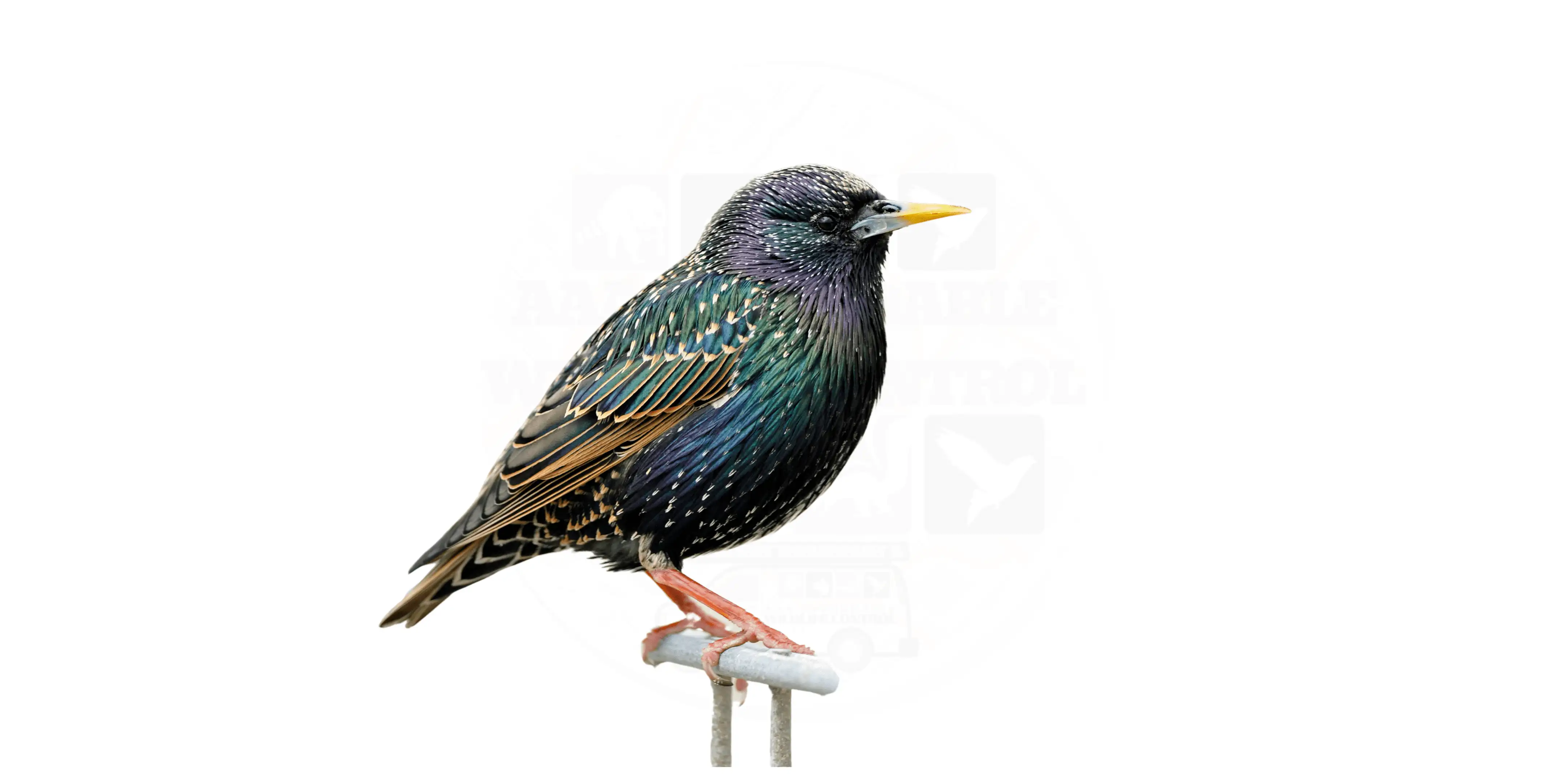 Bird Nest Removal Toronto Services