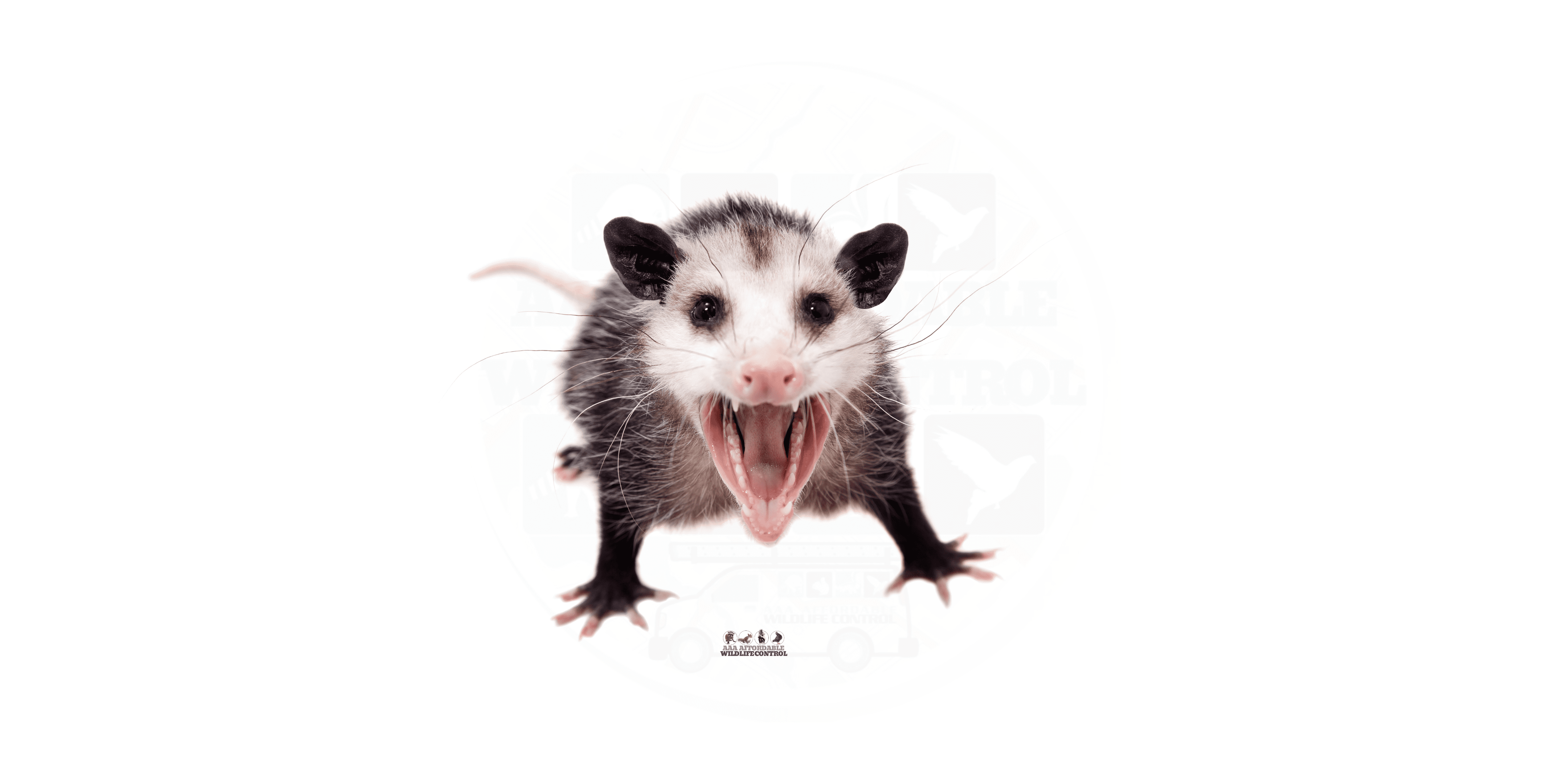 Opossum Removal Solutions