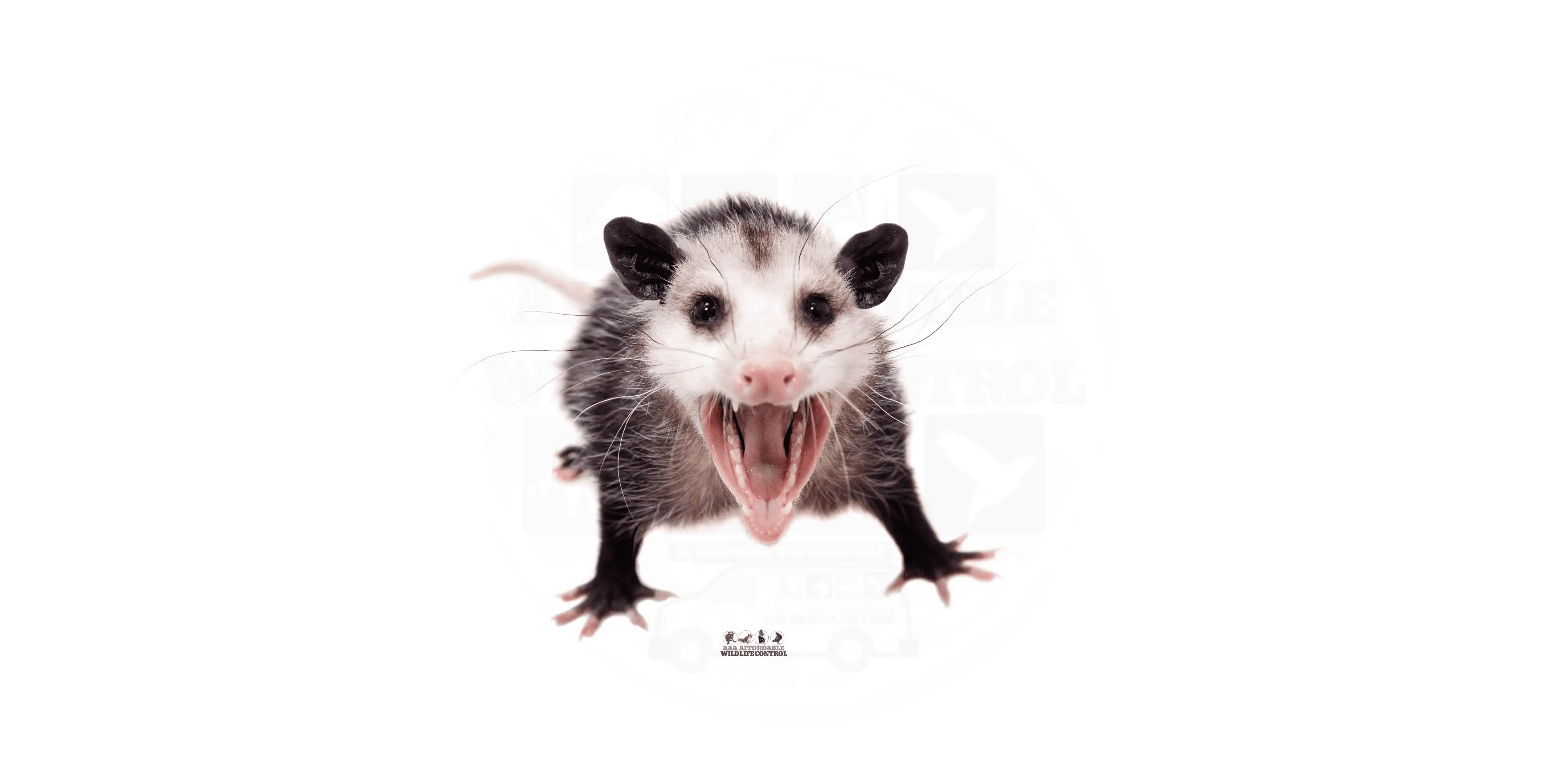 Opossum Removal Toronto Services