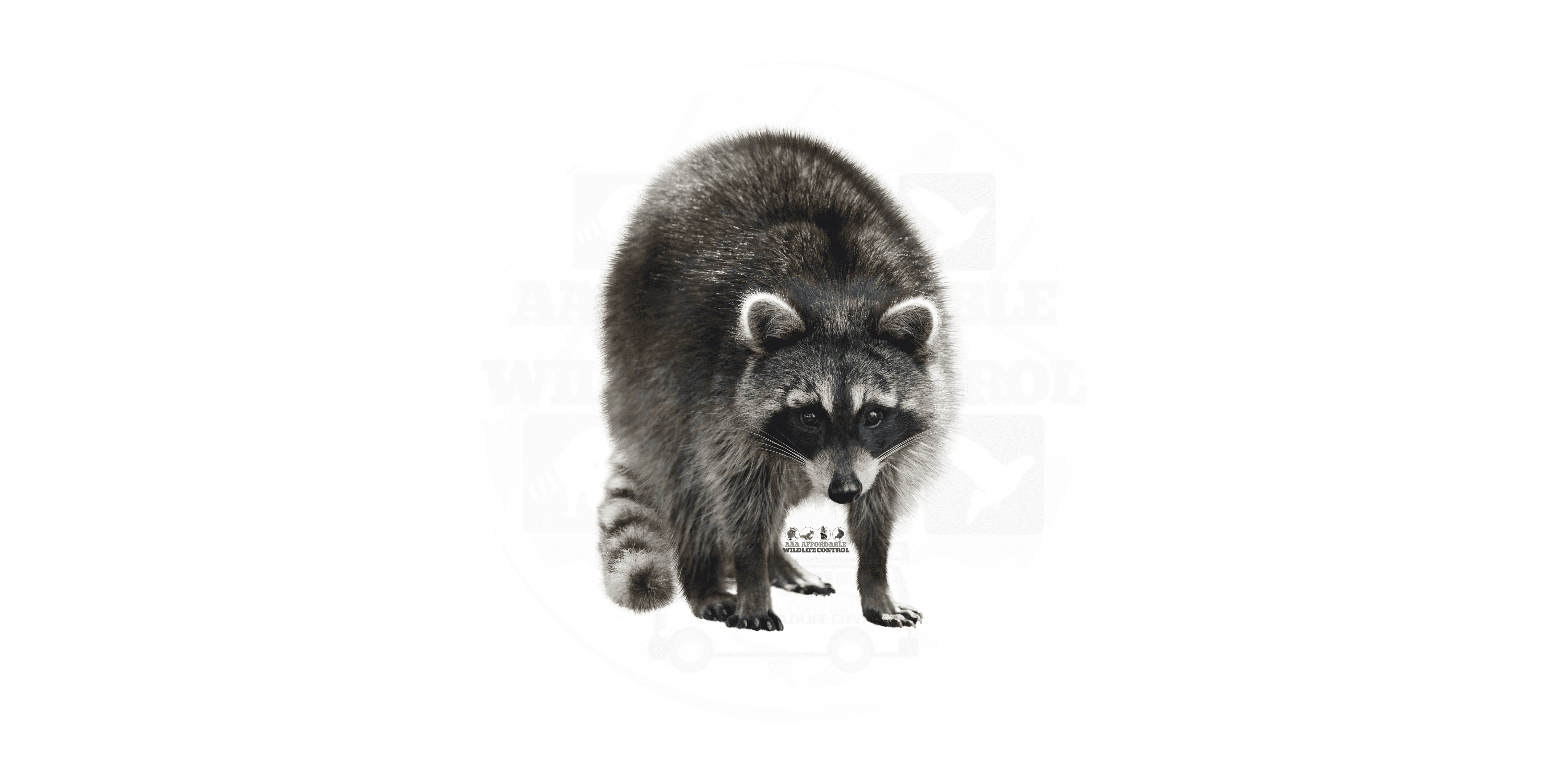 Raccoon Removal Solutions