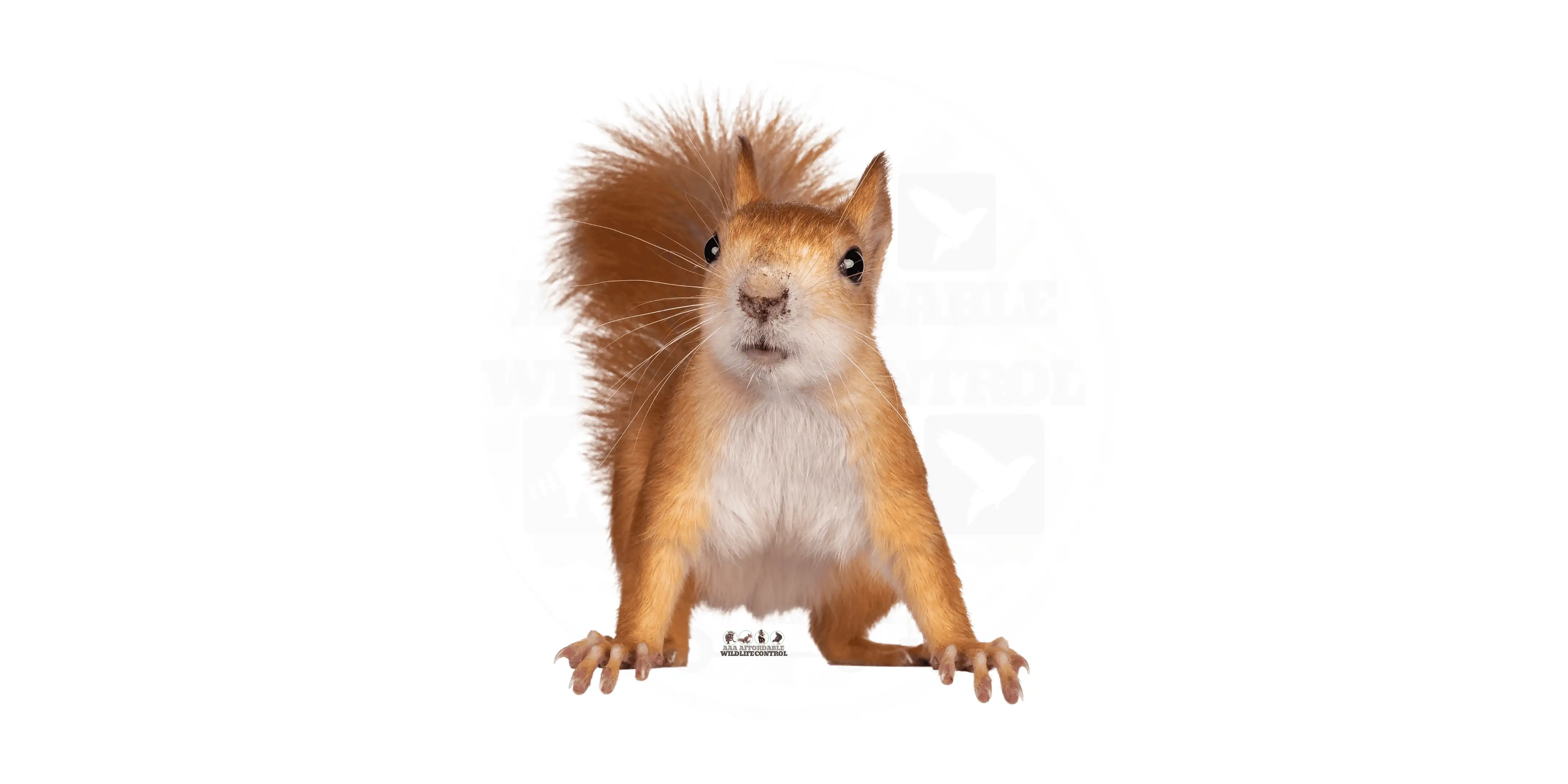 Squirrel Removal Toronto Services