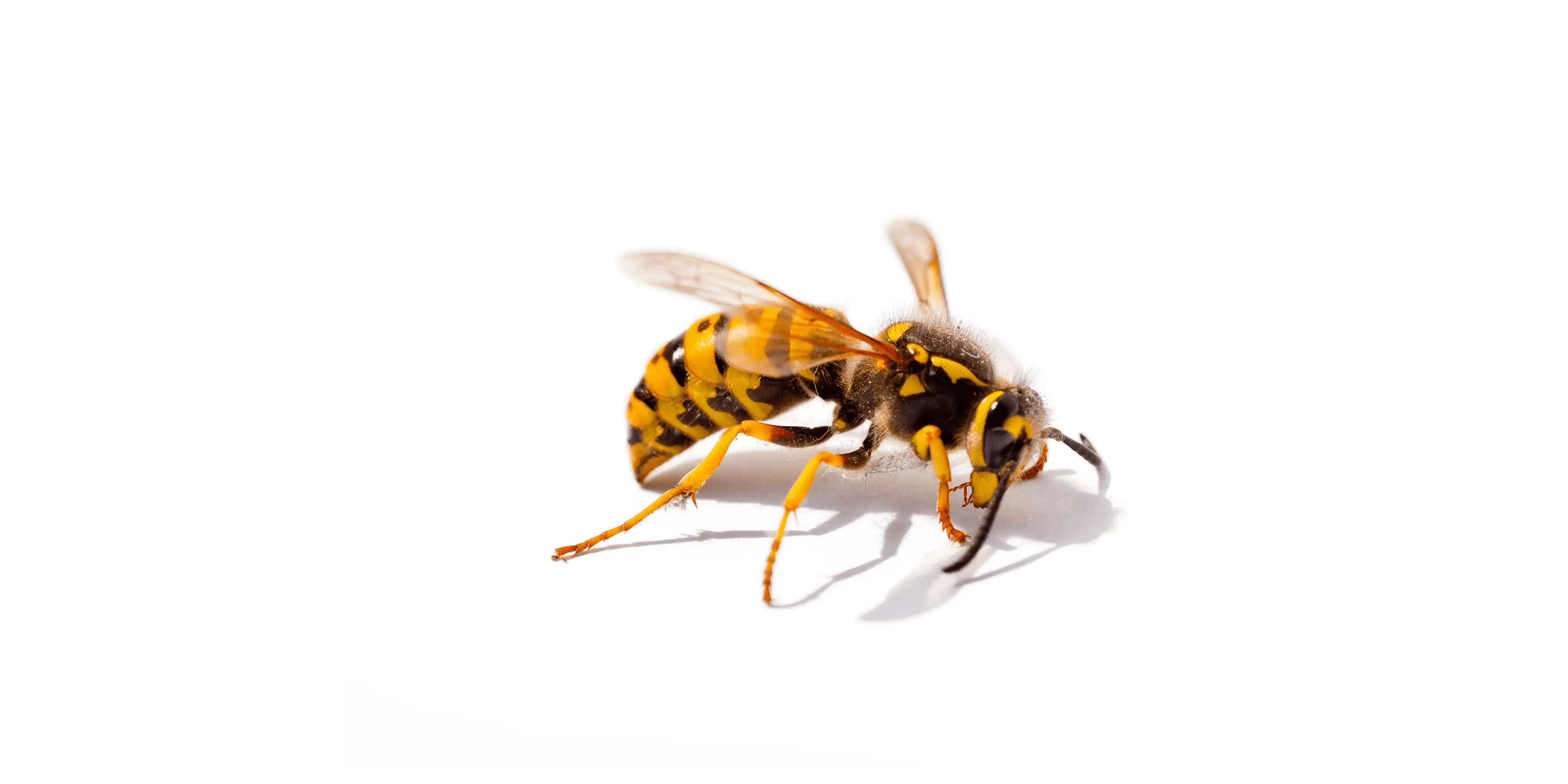 Wasp Nest Removal Toronto Services