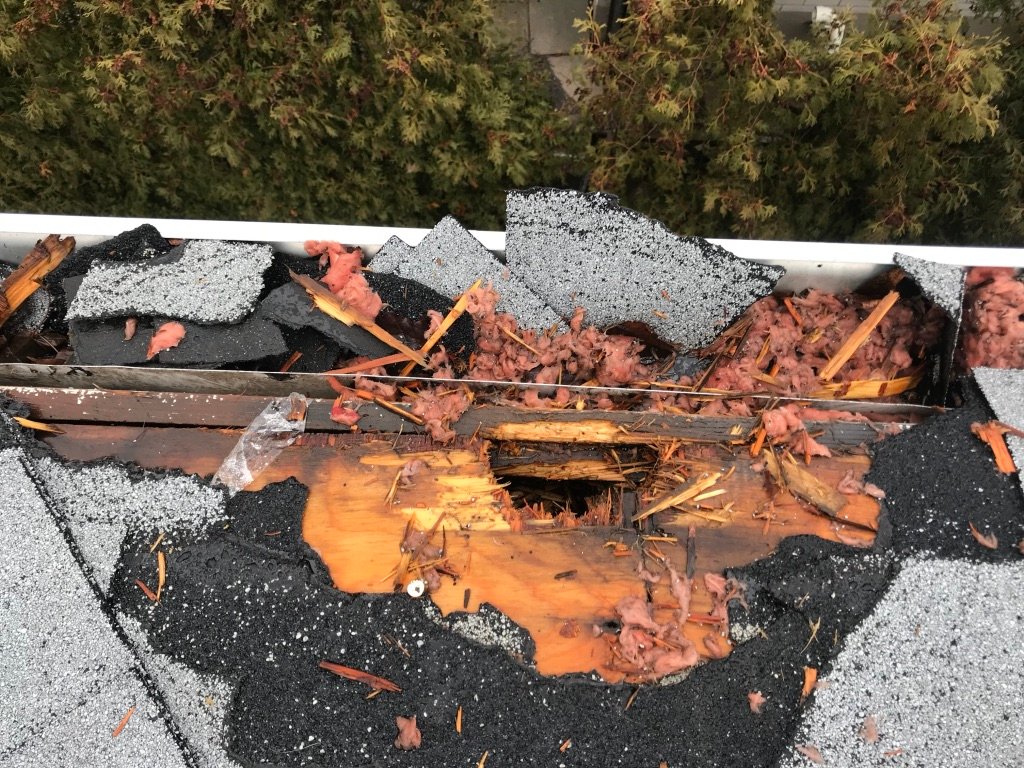 Roof Repair Toronto, Raccoon Damage To Roof Shingles