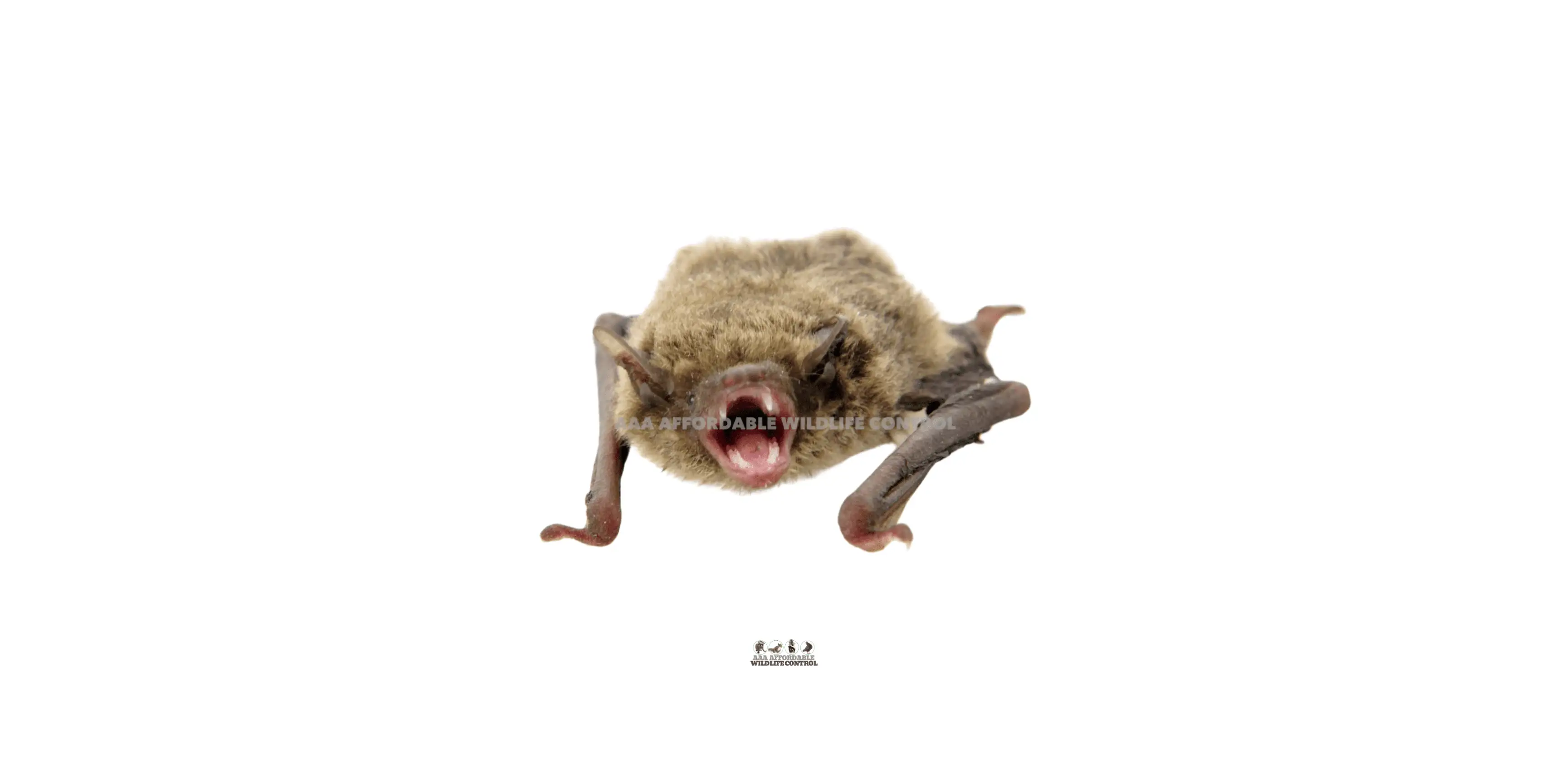Little Brown Bat Removal Toronto