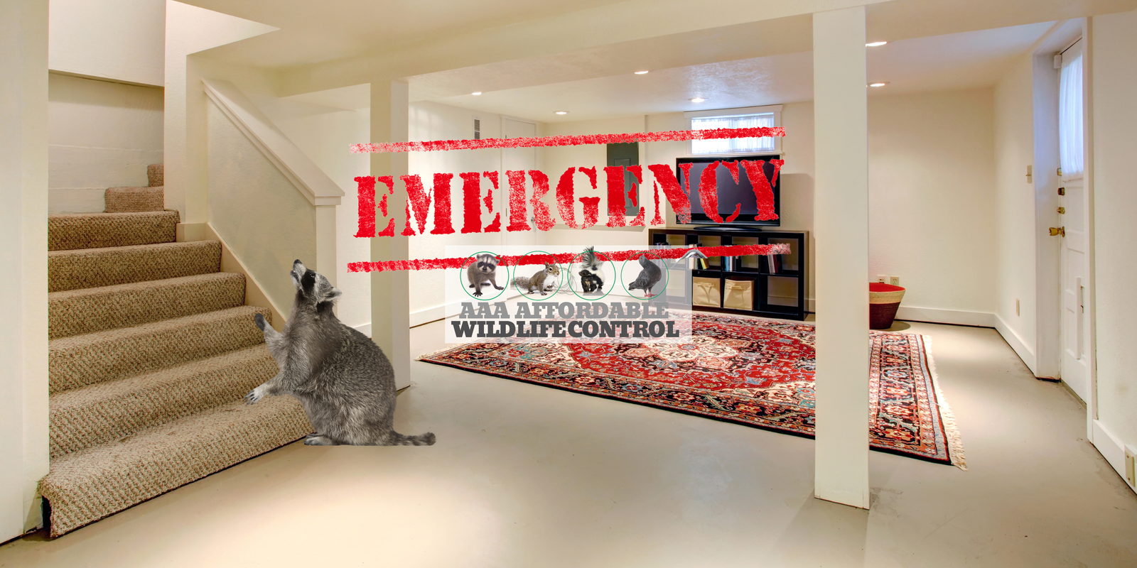 Emergency Wildlife Removal Services in Brampton