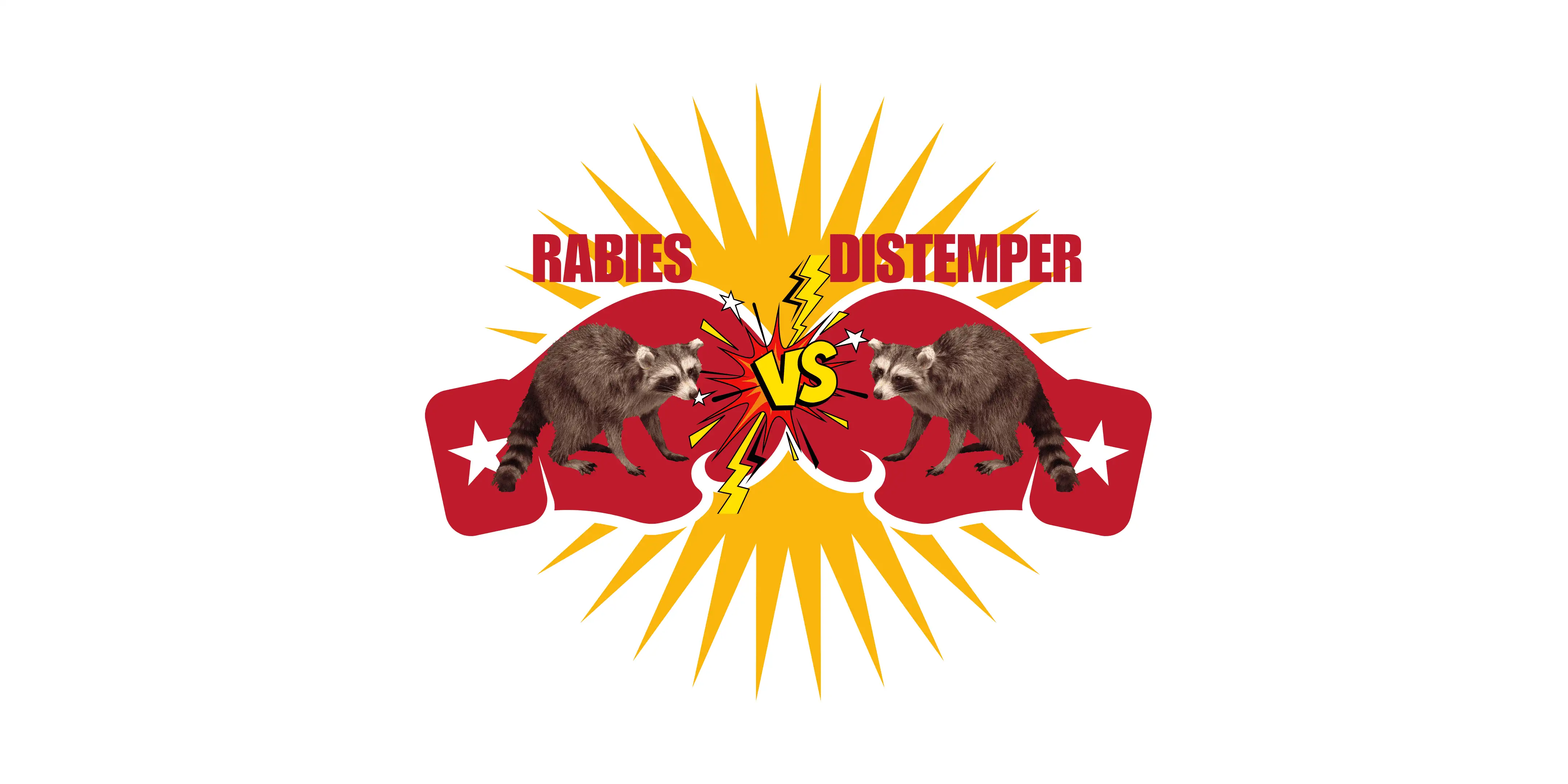 Raccoon Rabies Vs Distemper In Raccoons