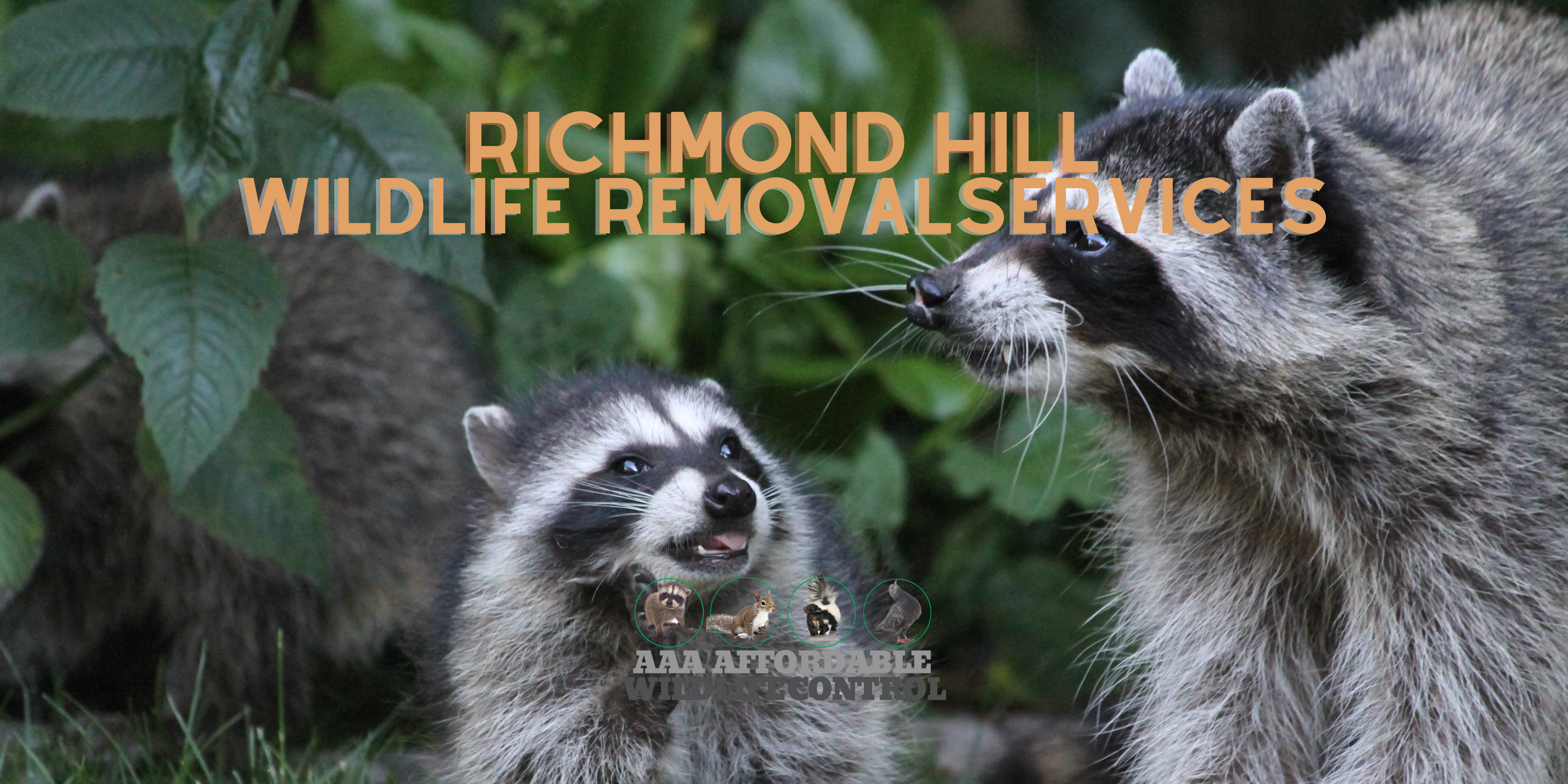 Wildlife Control Richmond Hill, Raccoon Removal Richmond Hill