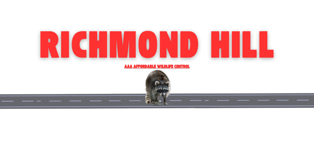 Raccoon Removal Richmond Hill