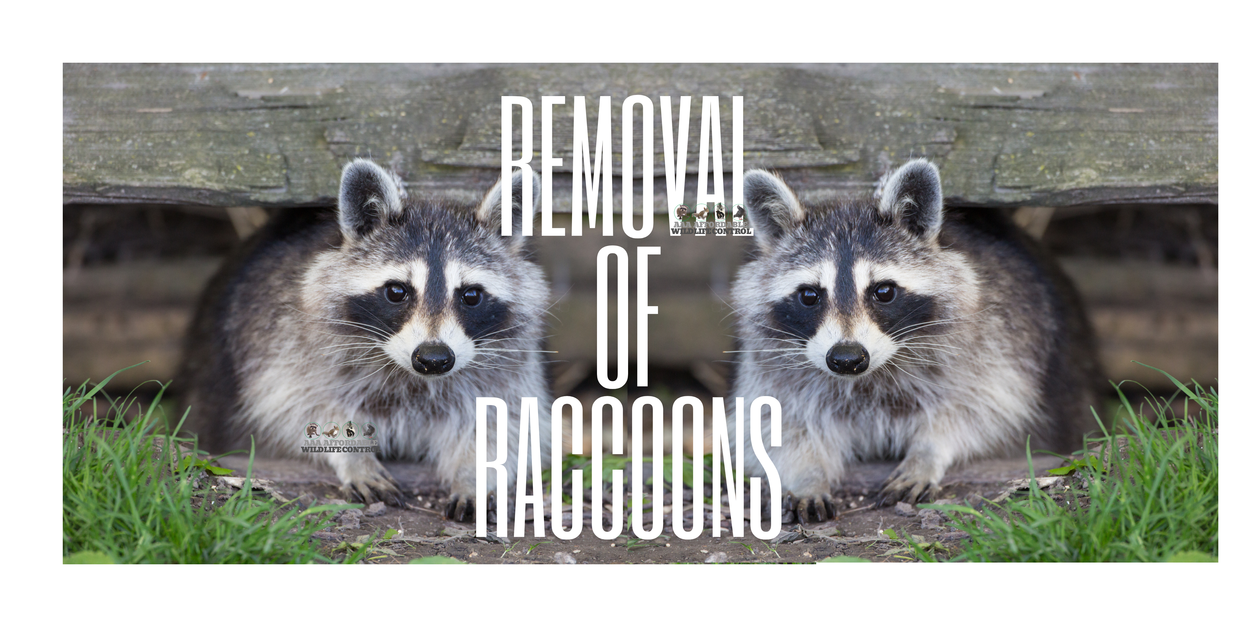 AFFORDABLE REMOVAL OF RACCOONS