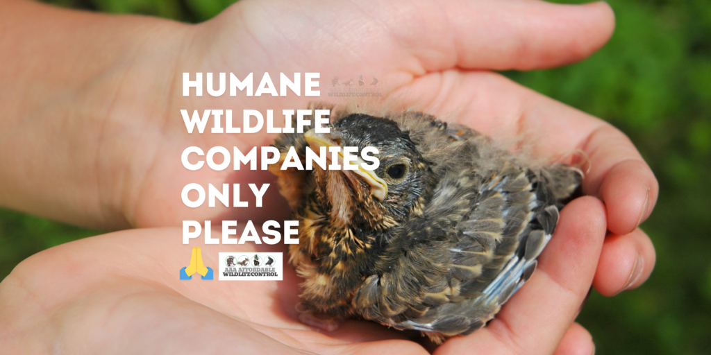 Humane Wildlife Companies only please