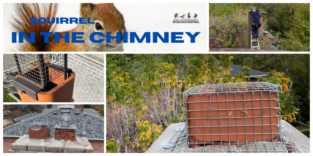 Removal of Squirrels from Chimney and Attic, Wildlife Removal Brampton