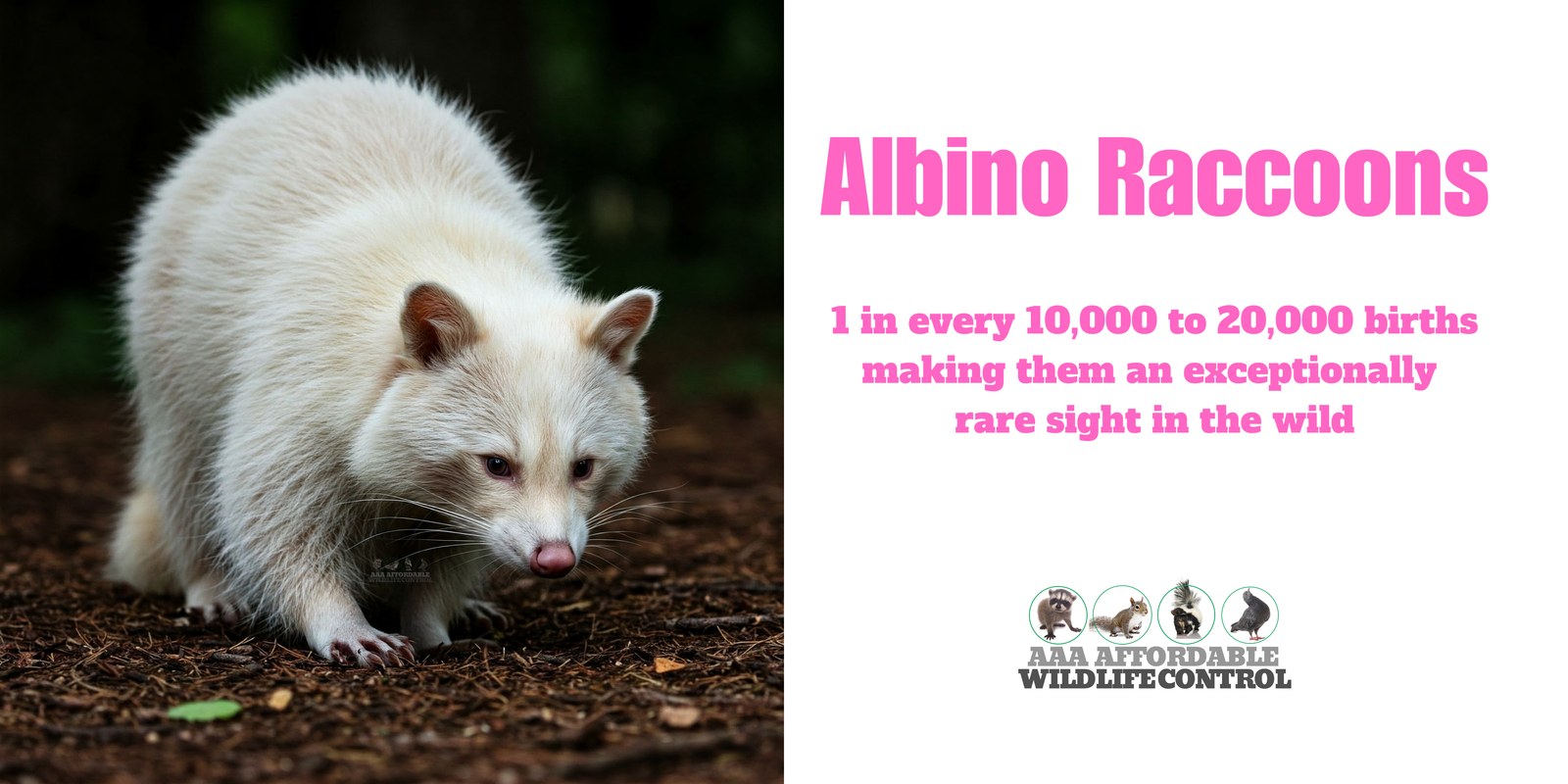 Albino Raccoons, one out of every 10,000 to 20,000 births