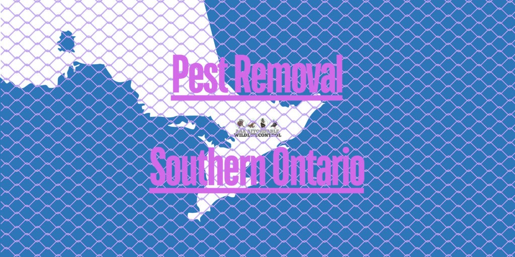Pest Removal In Southern Ontario