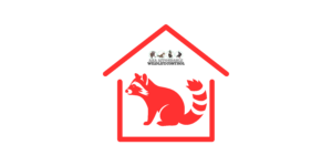 Raccoon Removal Toronto