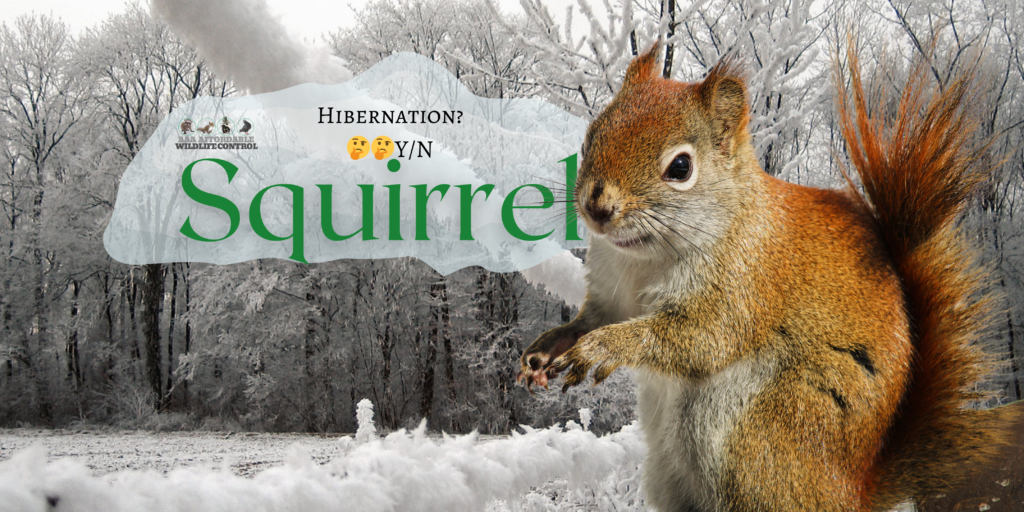 Where do squirrels go in the winter, Do squirrels hibernate
