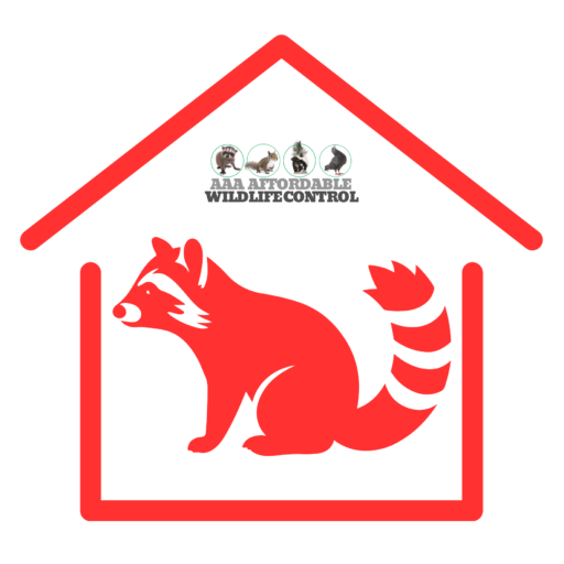 Raccoon Removal Toronto
