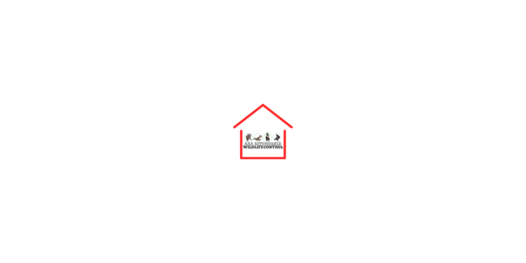 Wildlife Removal Near Toronto, Best Wildlife Removal Near Midtown Toronto