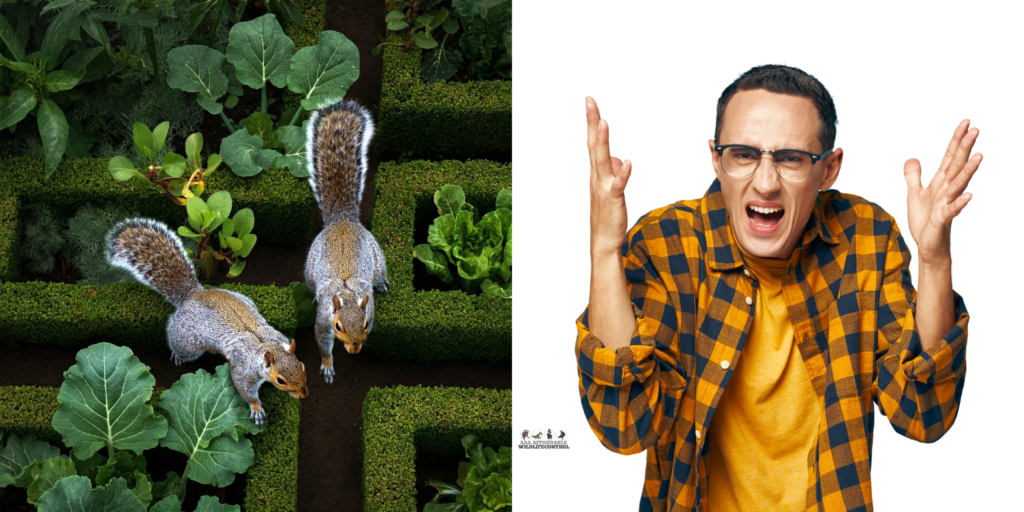 How To Keep Squirrels From Destroying Your garden