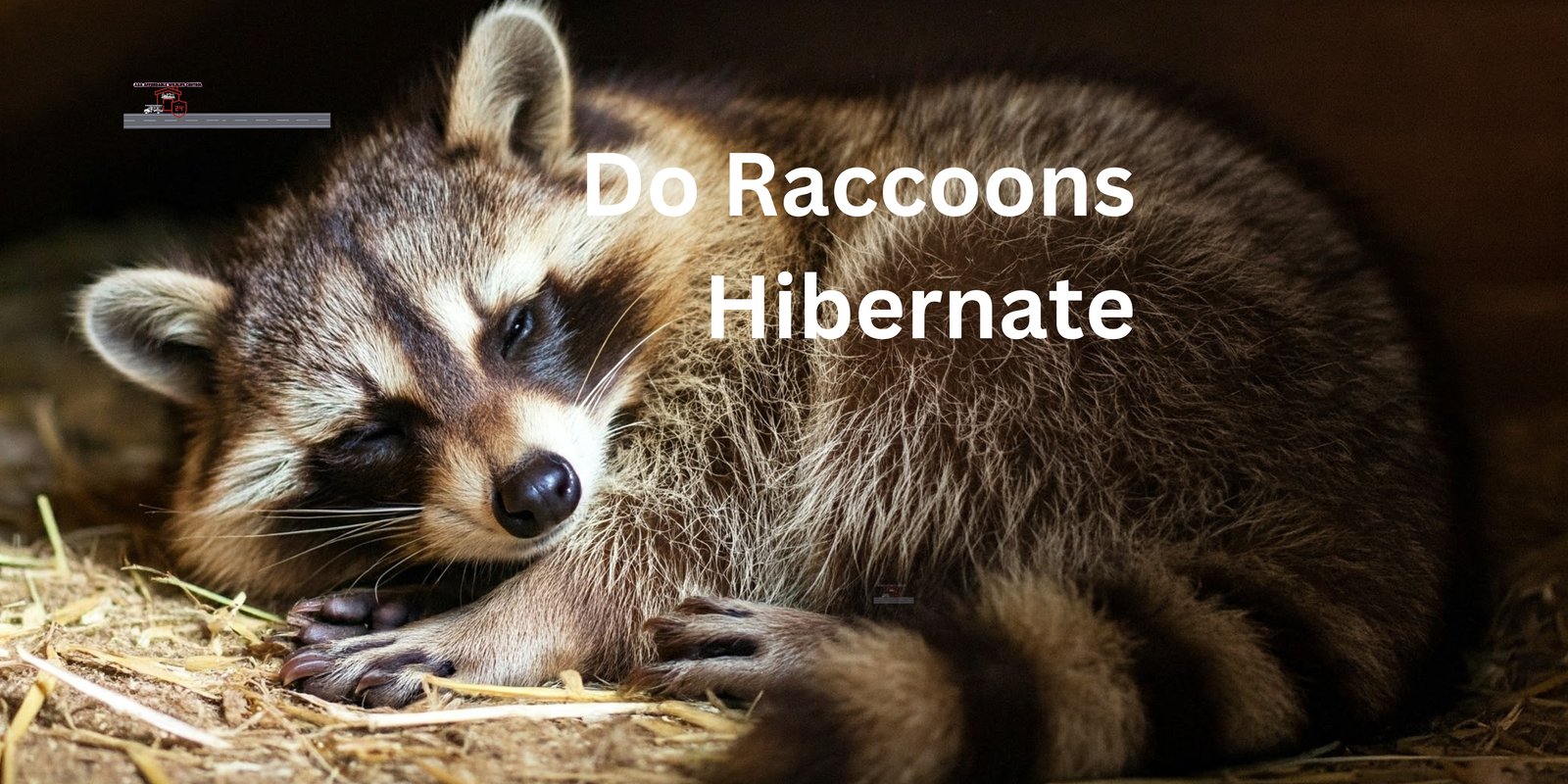 Do Raccoons Hibernate, Where do raccoons go in winter