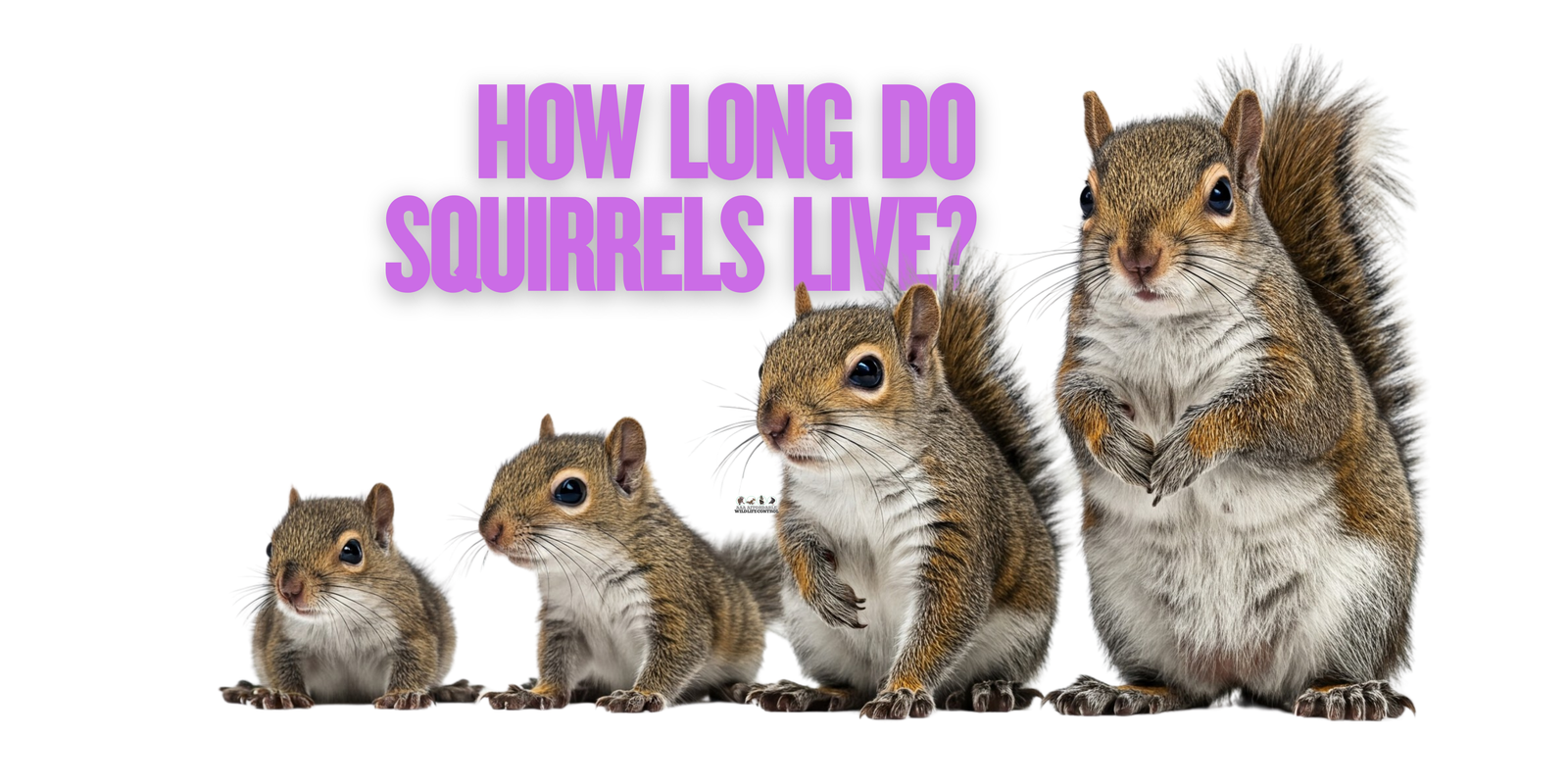 How Long Do Squirrels Live, Squirrel Control Services Toronto