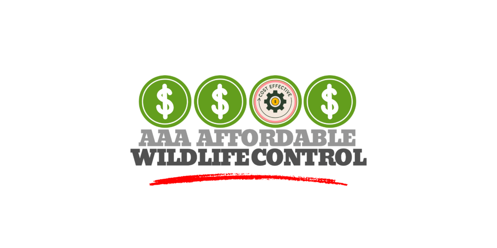 Squirrel Removal, Raccoon Removal, Squirrel Removal Cost, Raccoon Removal Cost, How Much Does Wildlife Control near Toronto Cost - Toronto Squirrel Removal.