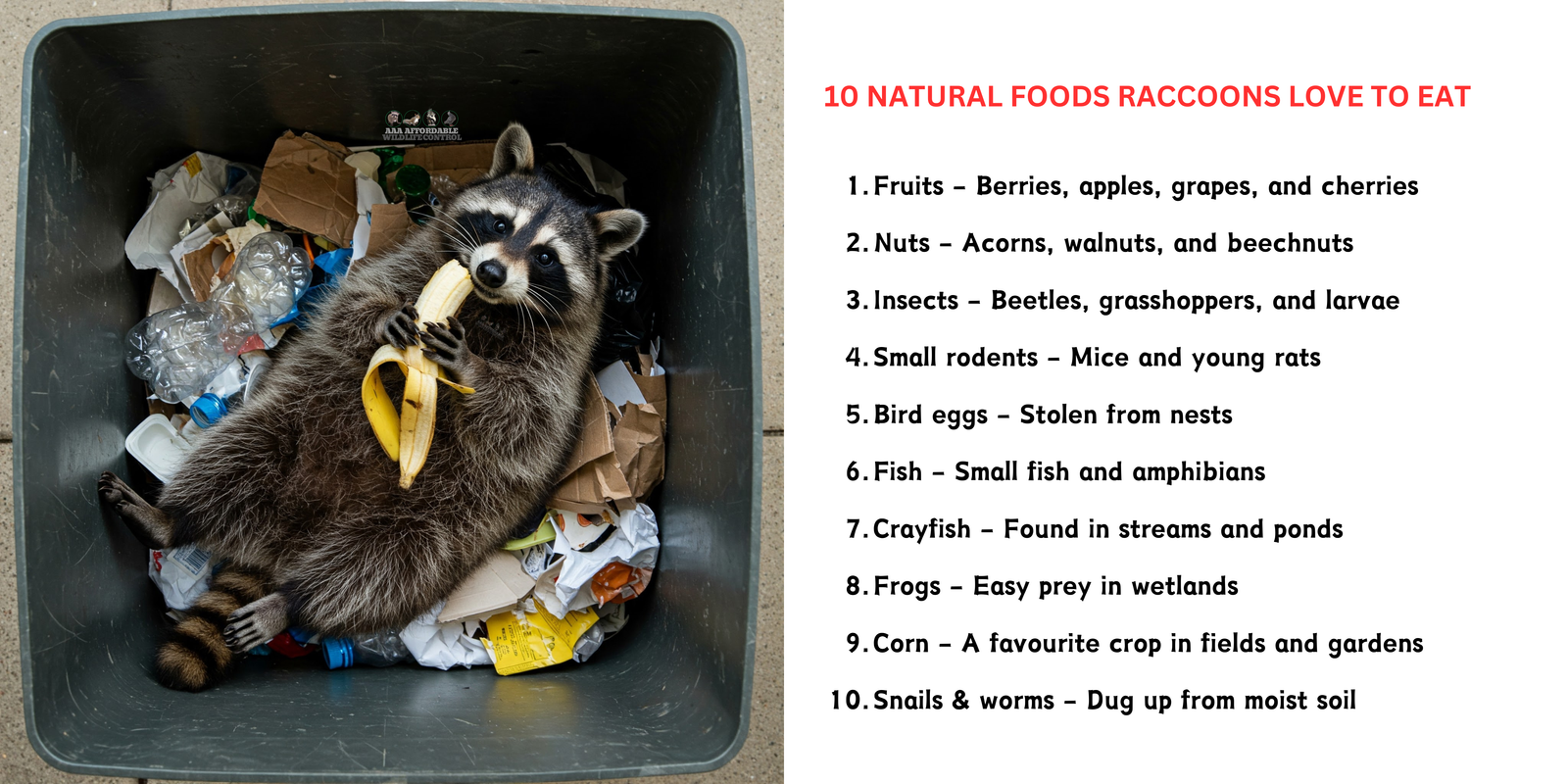 What do raccoons eat, 10 Natural Foods Raccoons Love to Eat