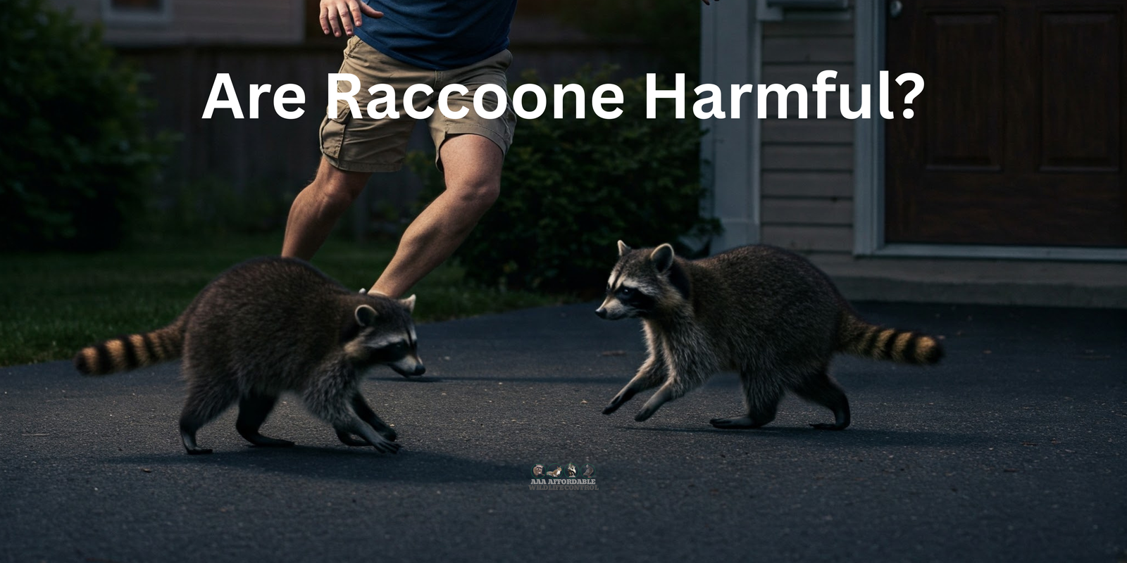 Are Raccoons Harmful