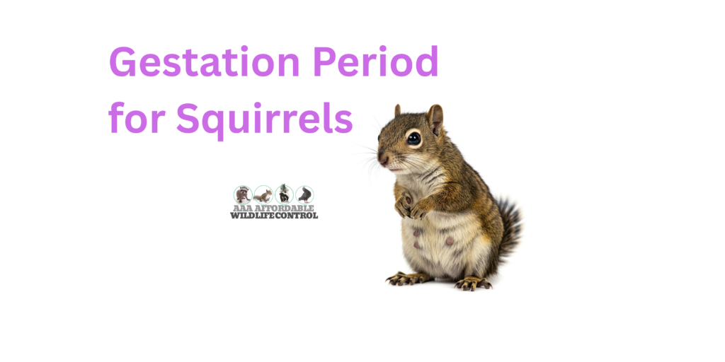 Gestation Period for Squirrels