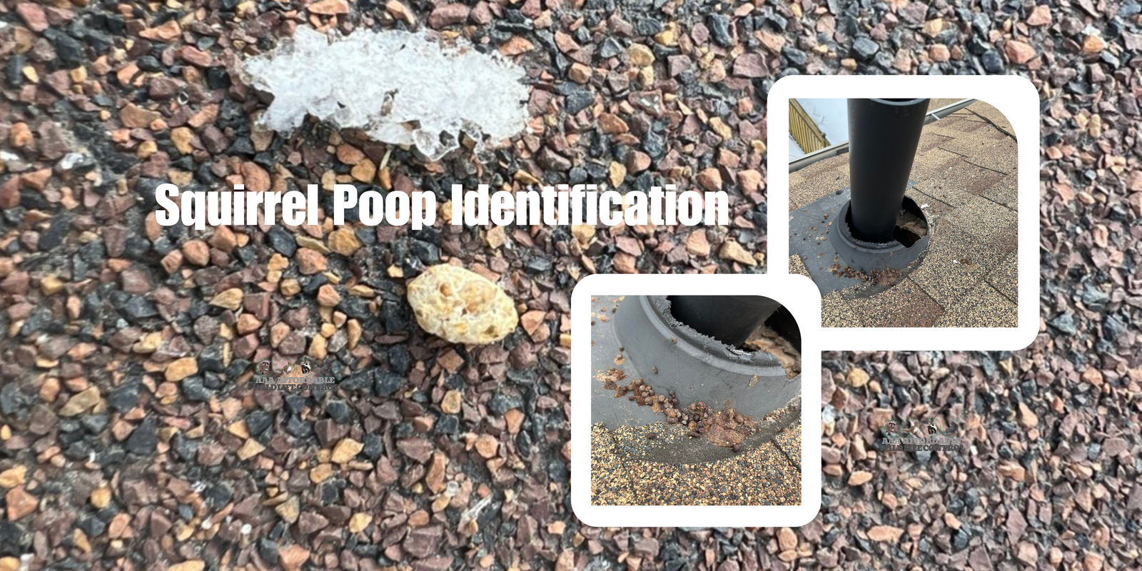 Squirrel Poop Identification