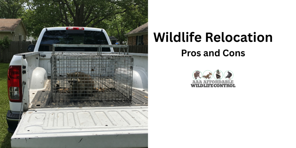 Wildlife Relocation