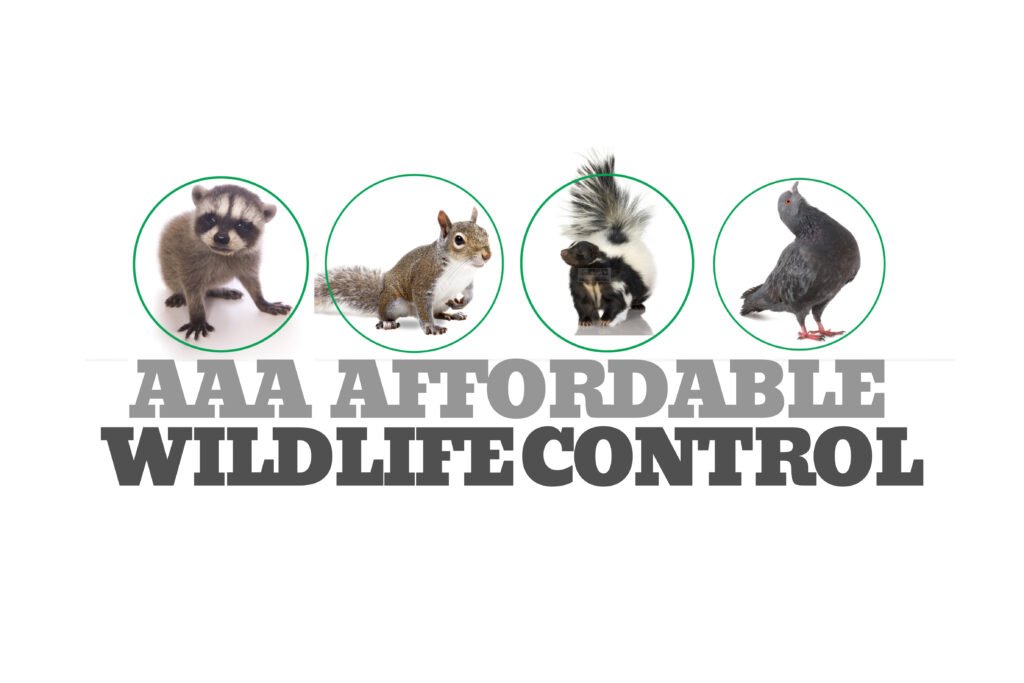 AAA Affordable Wildlife Control logo, Reviews Raccoon Removal Toronto Squirrel Removal Toronto Reviews