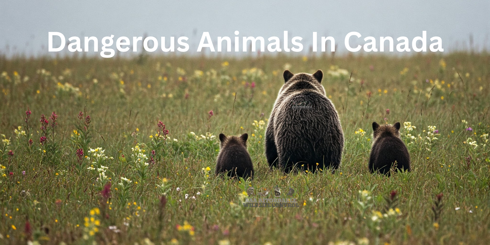 Most Dangerous Animals In Canada, Grizzly Bear