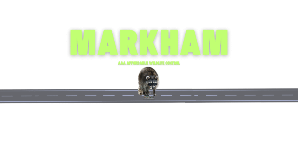 Raccoon Removal Markham, Affordable Wildlife Control Markham