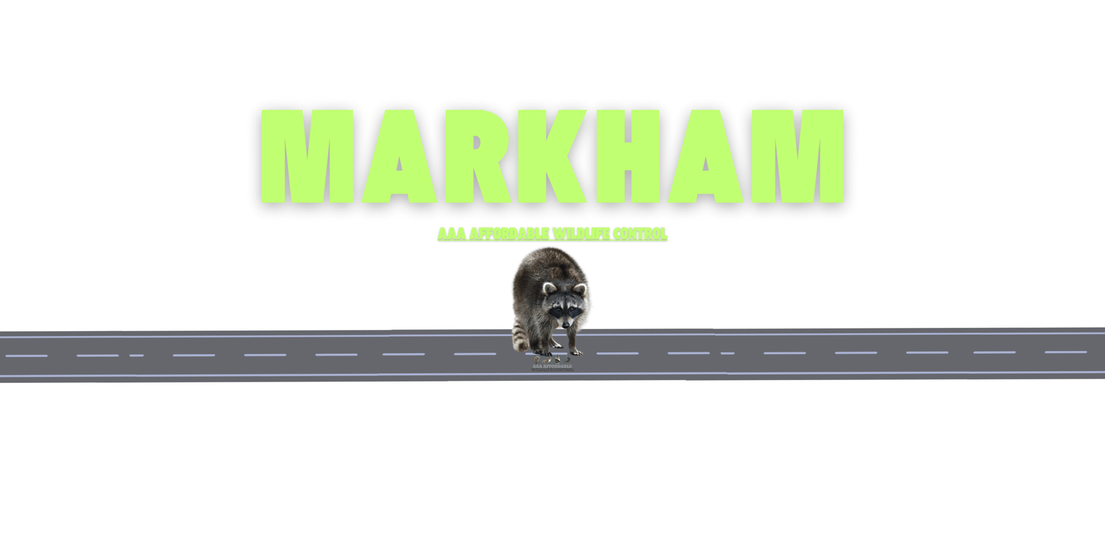 Raccoon Removal Markham, Affordable Wildlife Control Markham