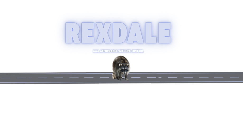 Raccoon Removal Rexdale, Wildlife Control Near Rexdale
