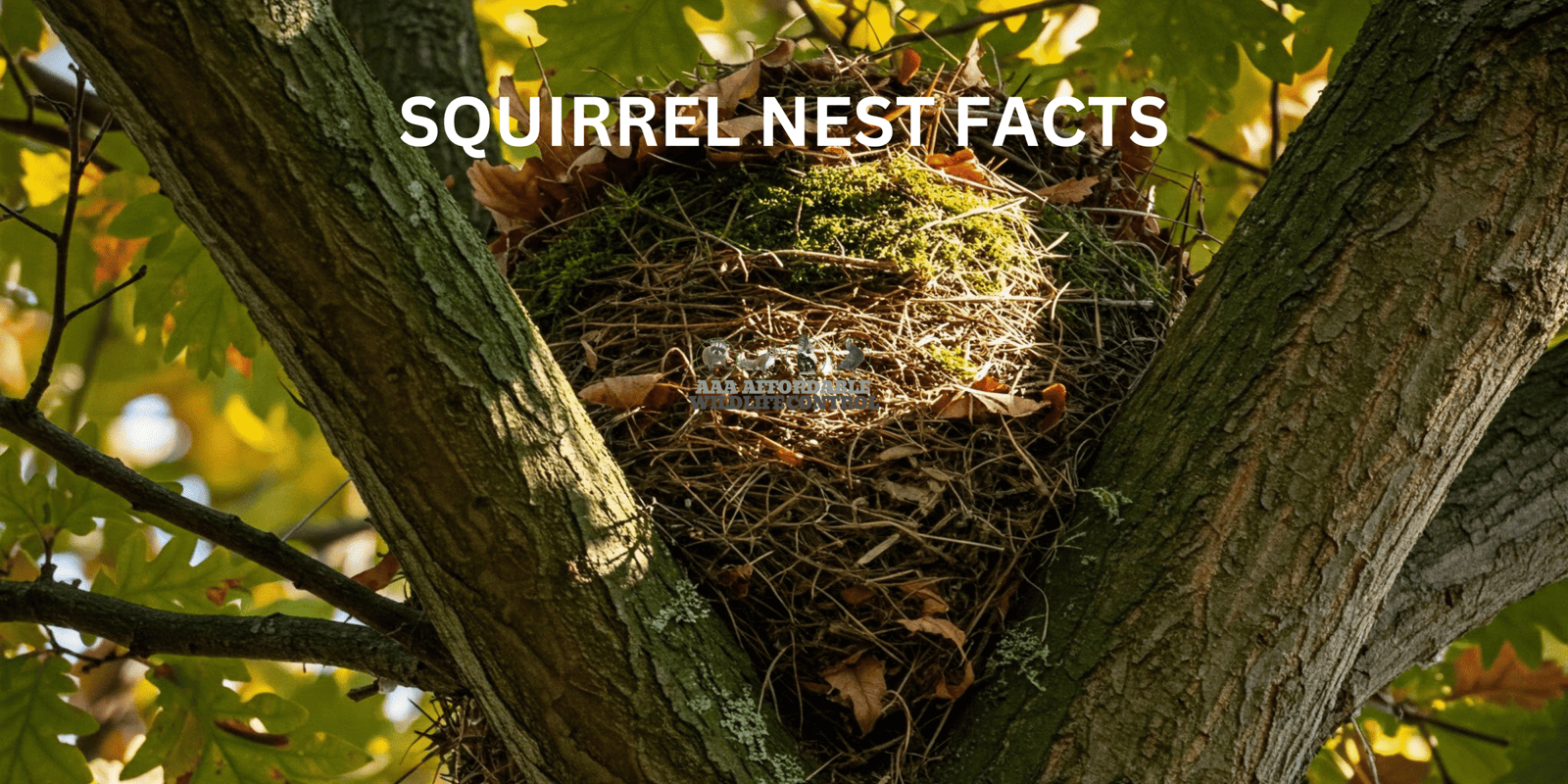 Squirrel Nest Facts, Squirrel Control Toronto